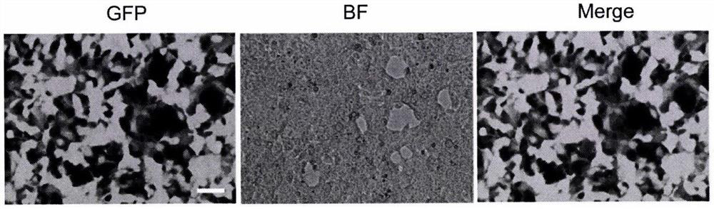 Method for preparing dopaminergic neurons reserving age characteristics through non-nerve cell transformation