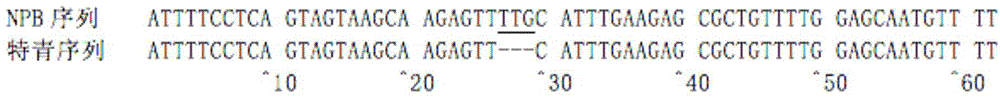 Molecular marker of rice amylose content micro-control gene SSIVb and application thereof