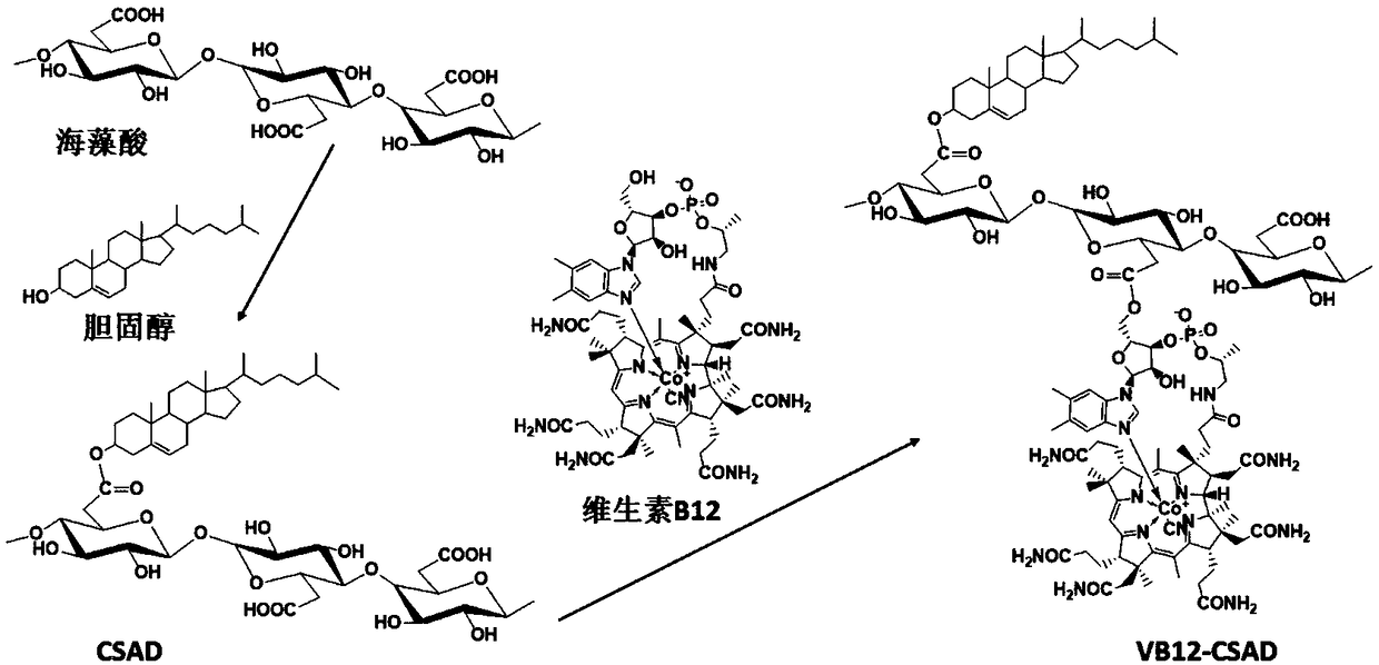 Vitamin B12 group containing amphiphilic sodium alginate derivative and preparation method and application thereof