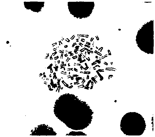 Preparation method of anti-human DLL4 monoclonal antibody 3F9