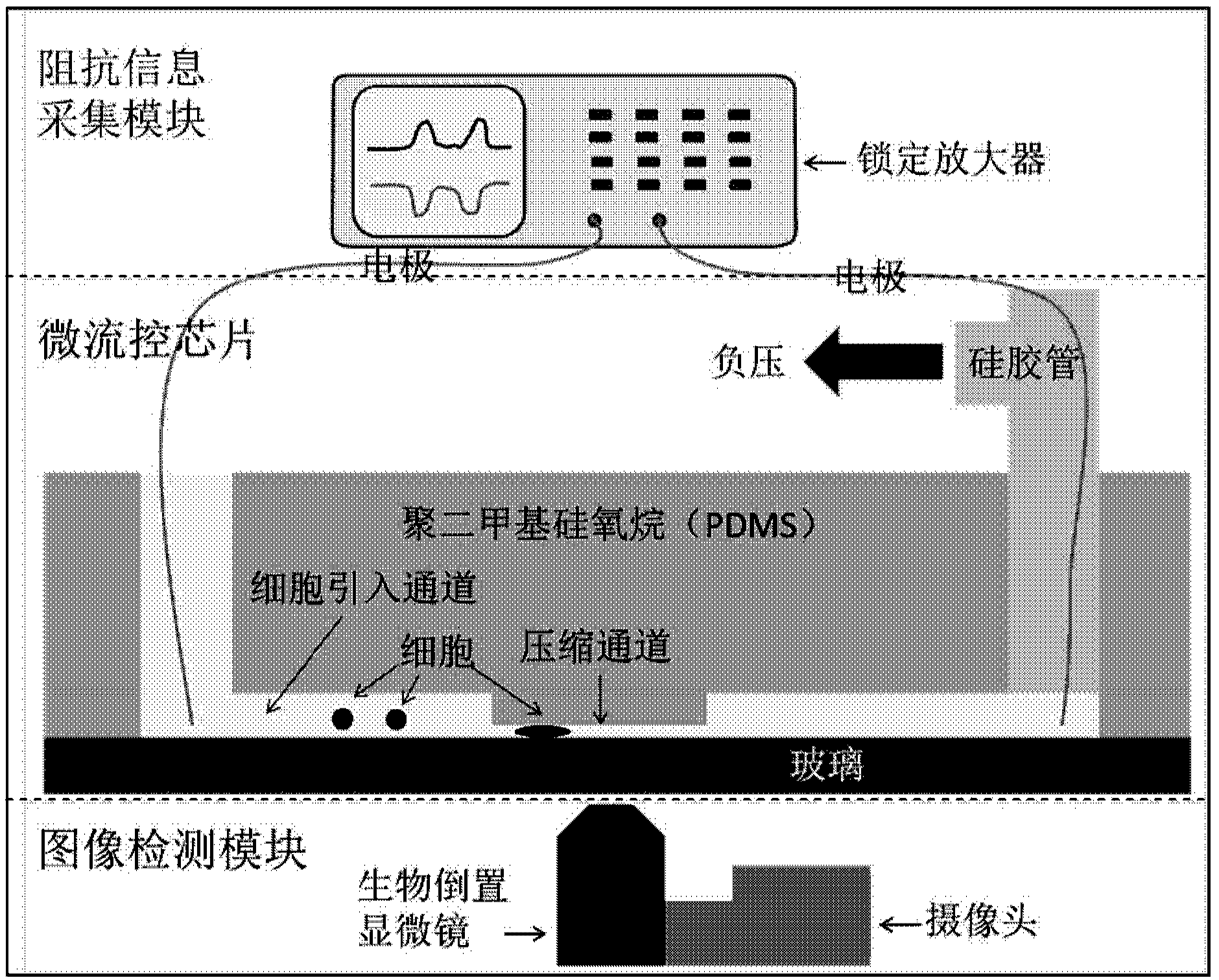 System for simultaneous representation of single cell Young's modulus and cell membrane specific capacitance