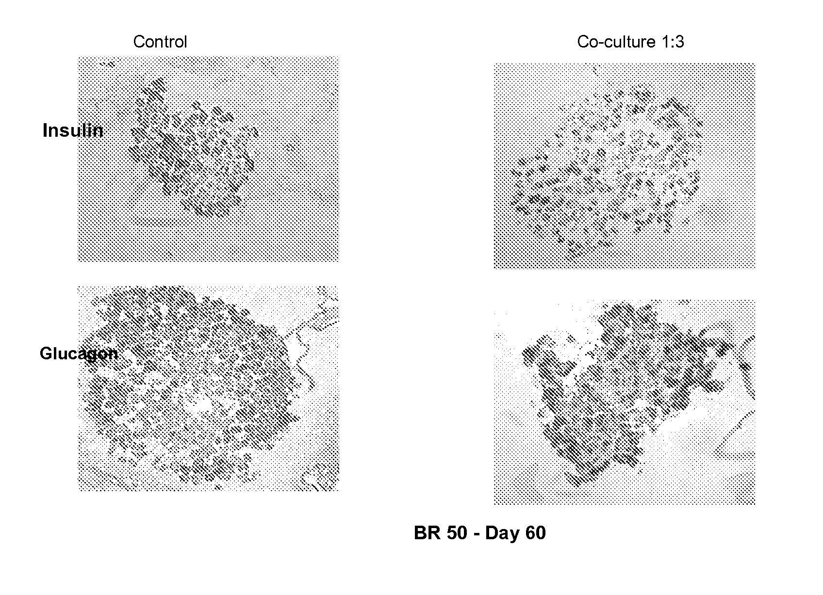 Choroid plexus preparation and uses thereof