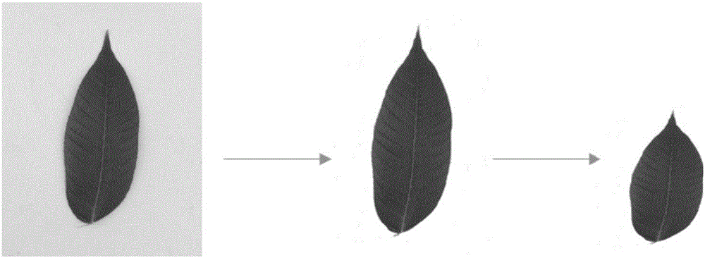 Leaf color detection-based plant growth condition monitoring method