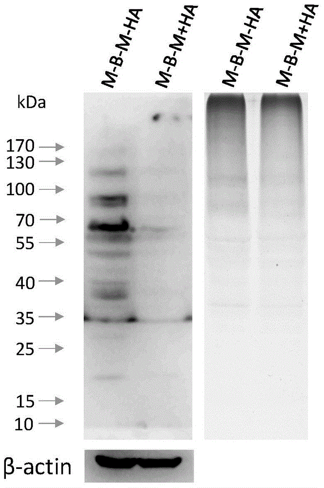 Test method of palmitoylated modified protein based on specific antibody