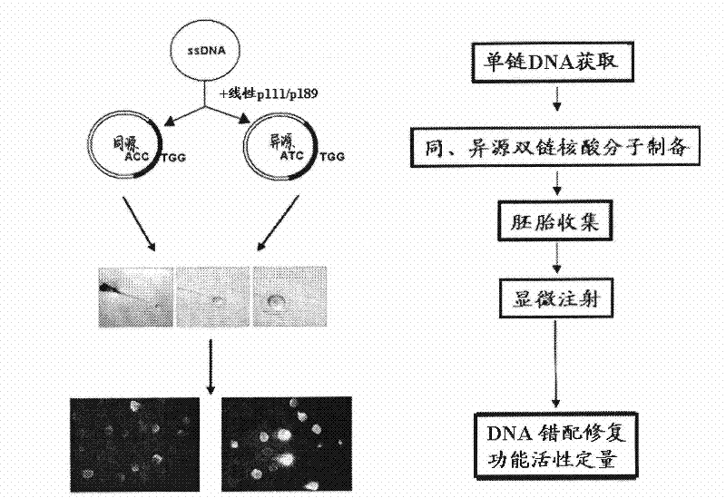 Analysis method for activity of mismatch repair of zebra fish embryo DNA and application thereof