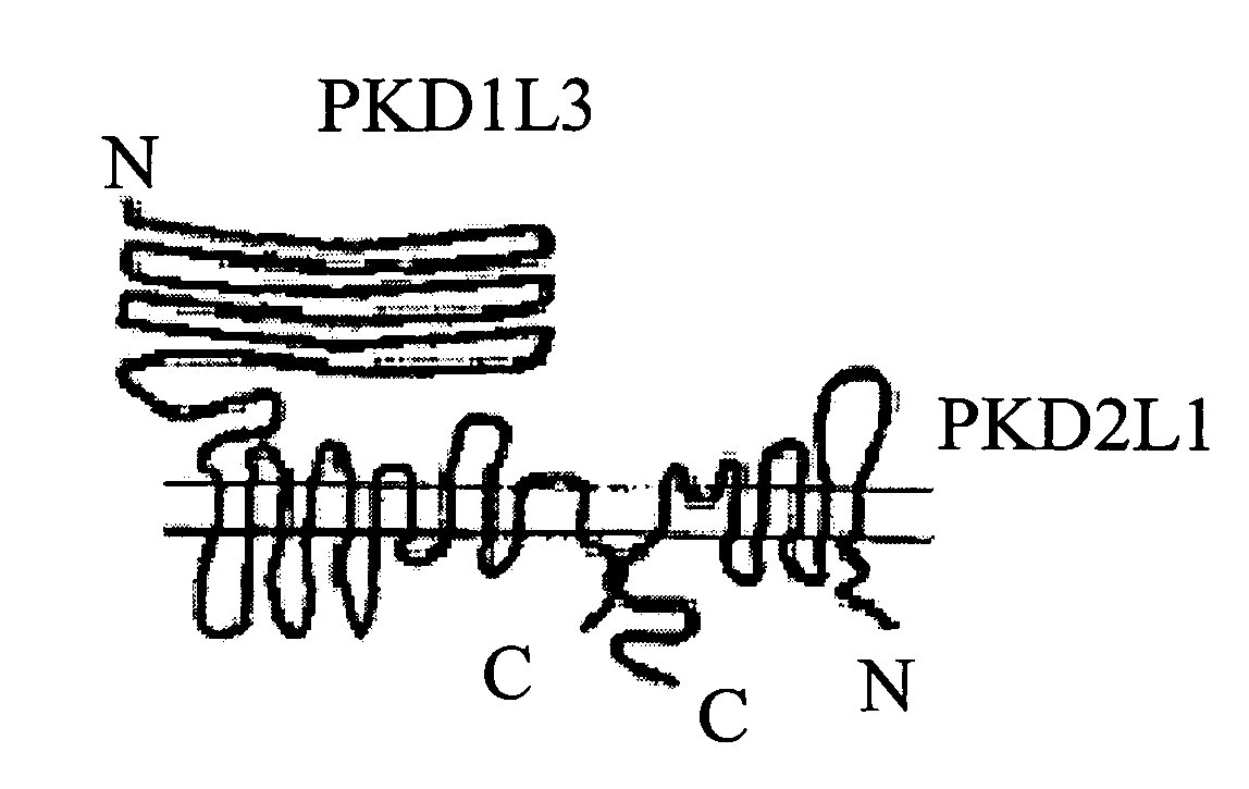 Sour taste receptor compositions and methods