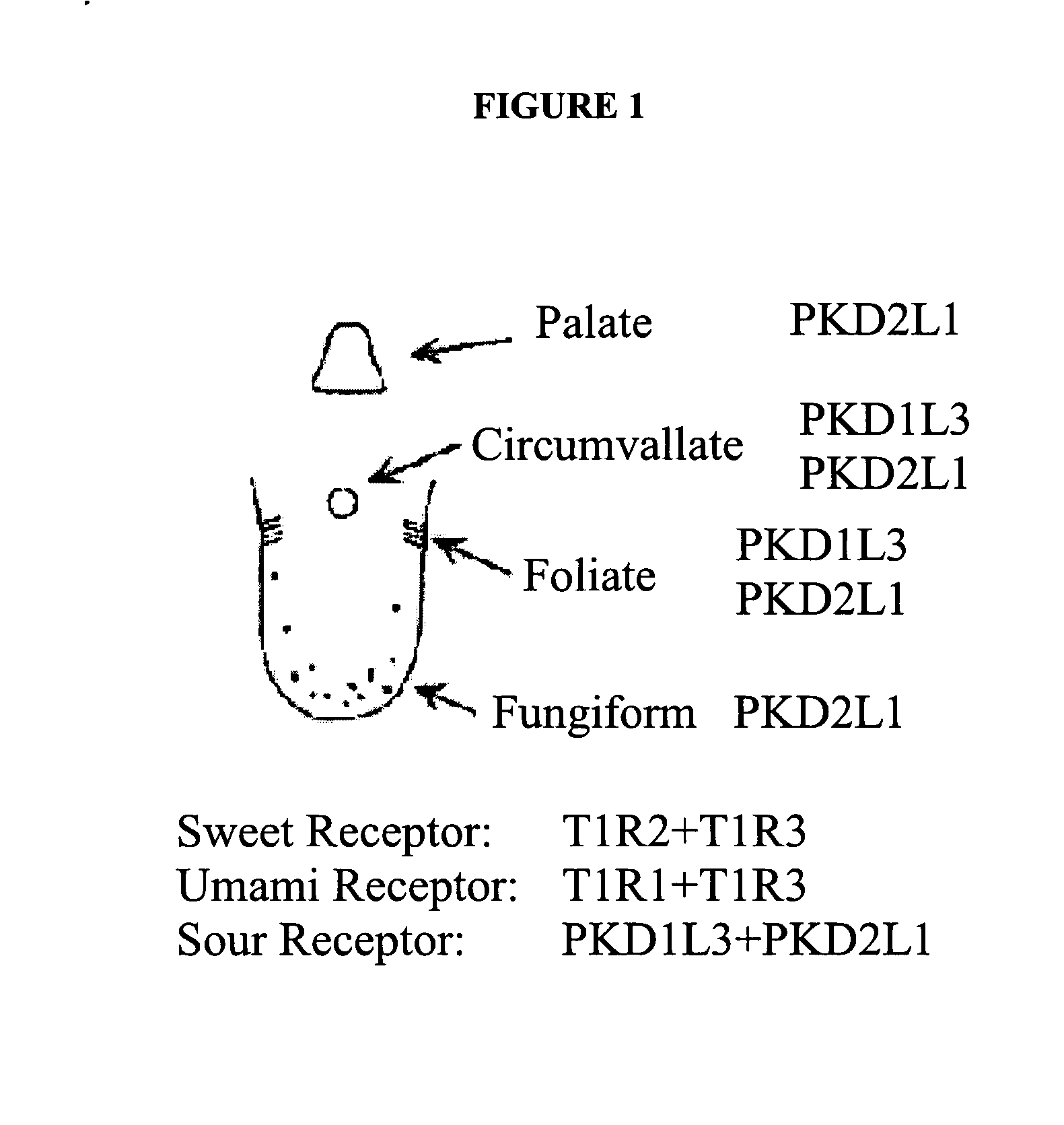 Sour taste receptor compositions and methods