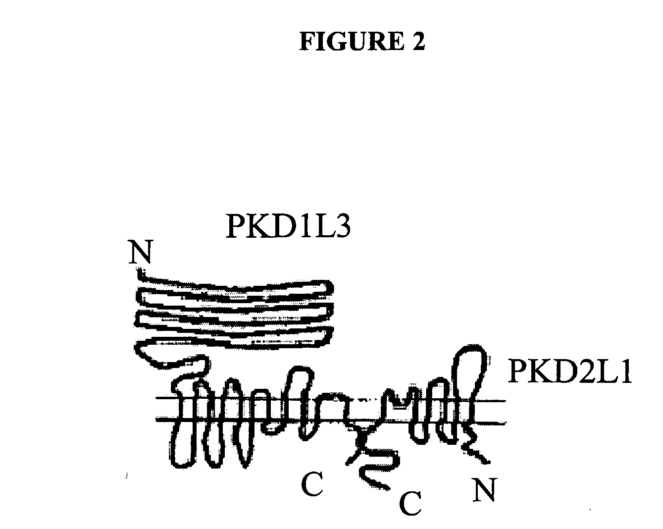 Sour taste receptor compositions and methods