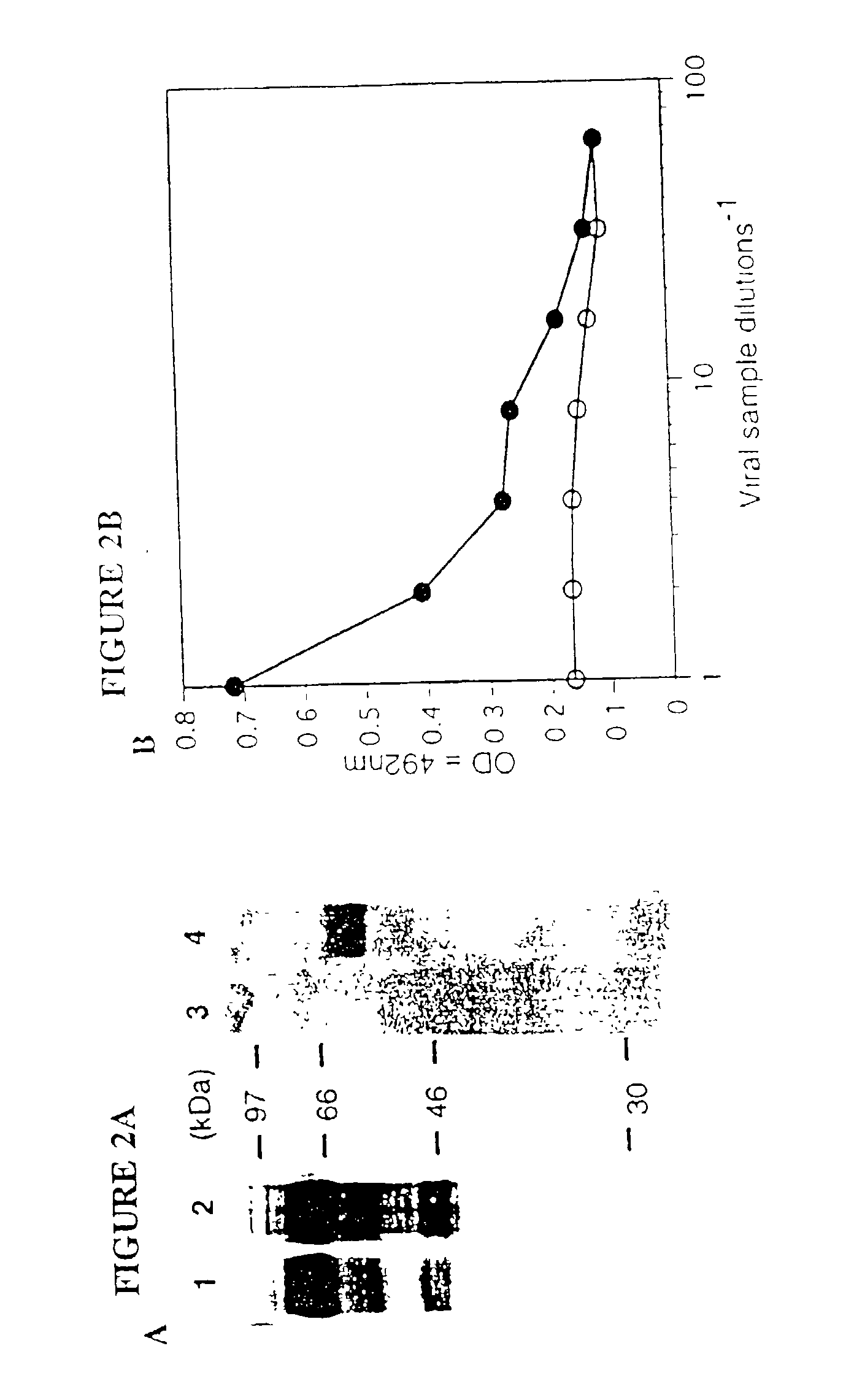Viral vectors having chimeric envelope proteins containing the IgG-binding domain of protein A