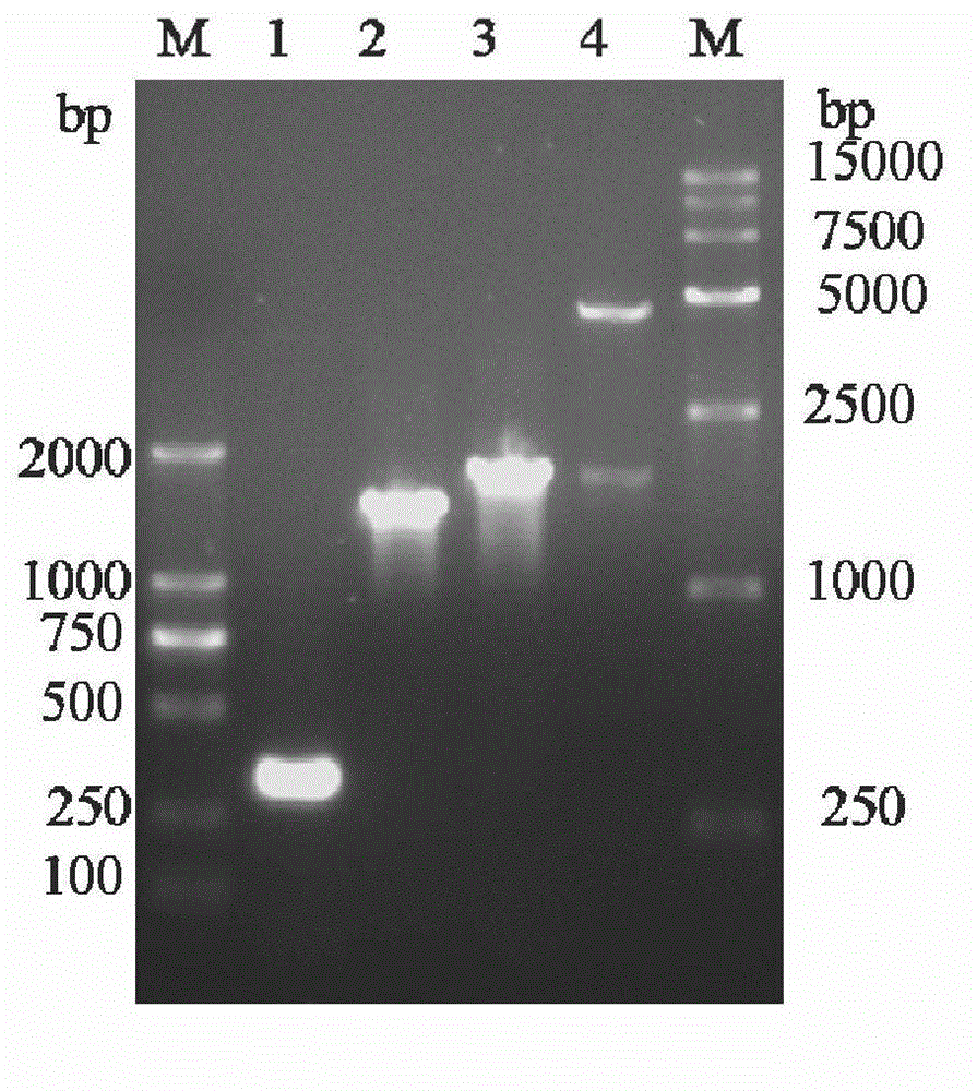 Gluconobacter oxydans engineering bacteria and preparation method and application thereof in preparing xylitol