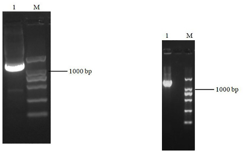 Application of tobacco NtAAP3 gene in tobacco