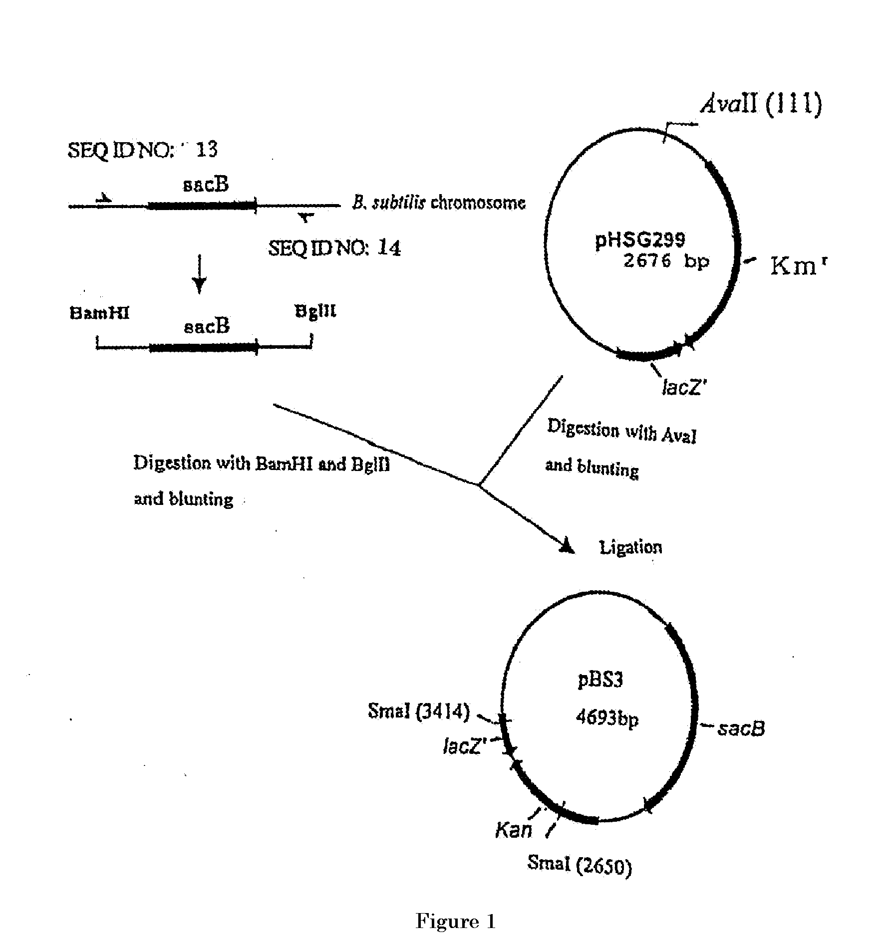 L-glutamic acid-producing microorganism and a method for producing l-glutamic acid