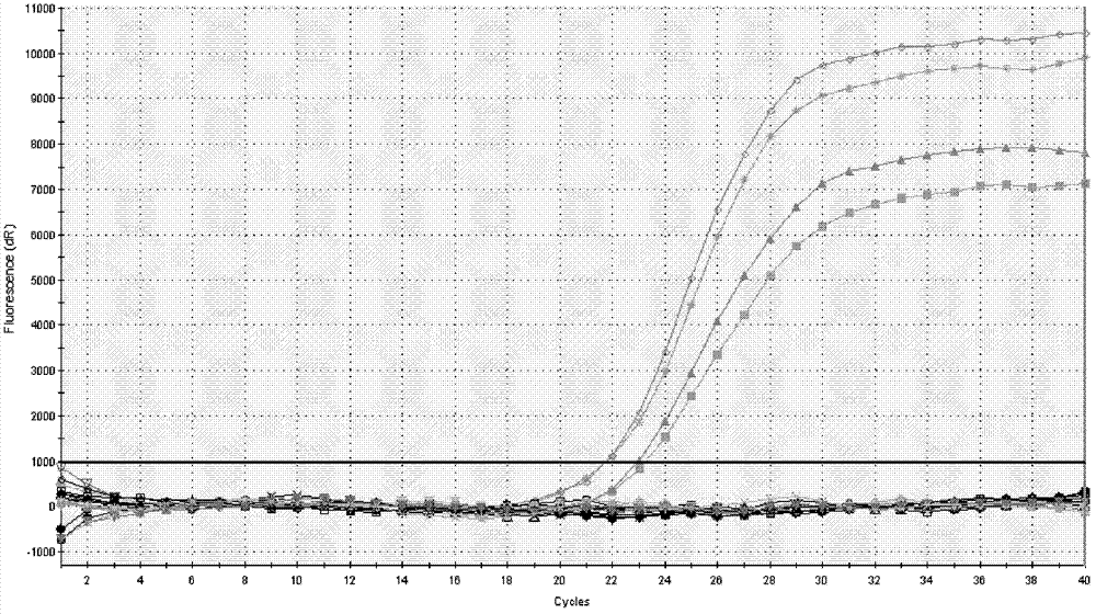 Detection method of JC virus as well as kit and application thereof