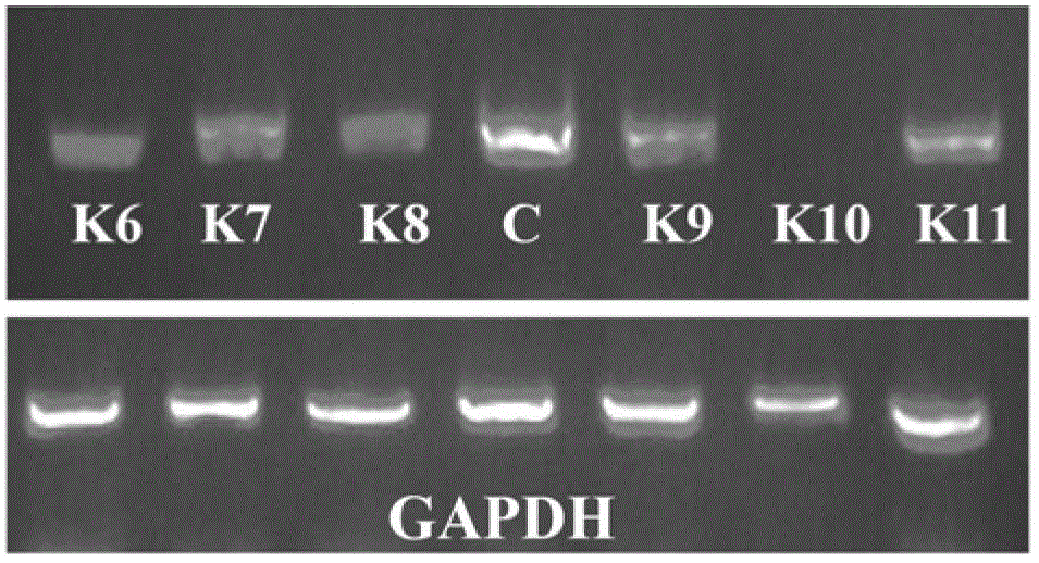 Small ribonucleic acid interference molecule for specifically inhibiting NK (Natural Killer) cell receptor KIR3DL1 and application of small ribonucleic acid interference molecule