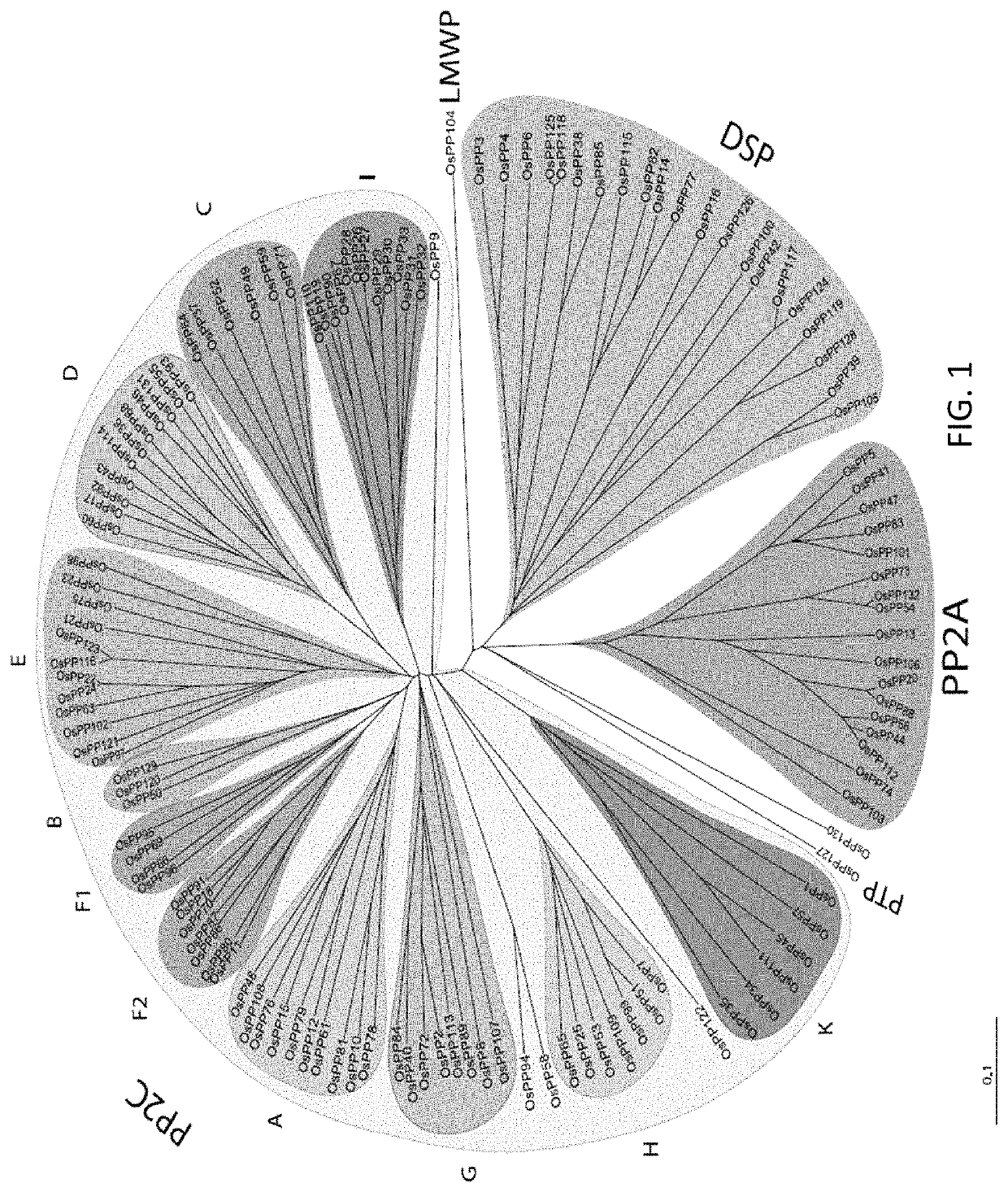 Transgenic plants expressing type 2C protein phosphatase abscisic acid (PP2CABA) proteins and uses thereof