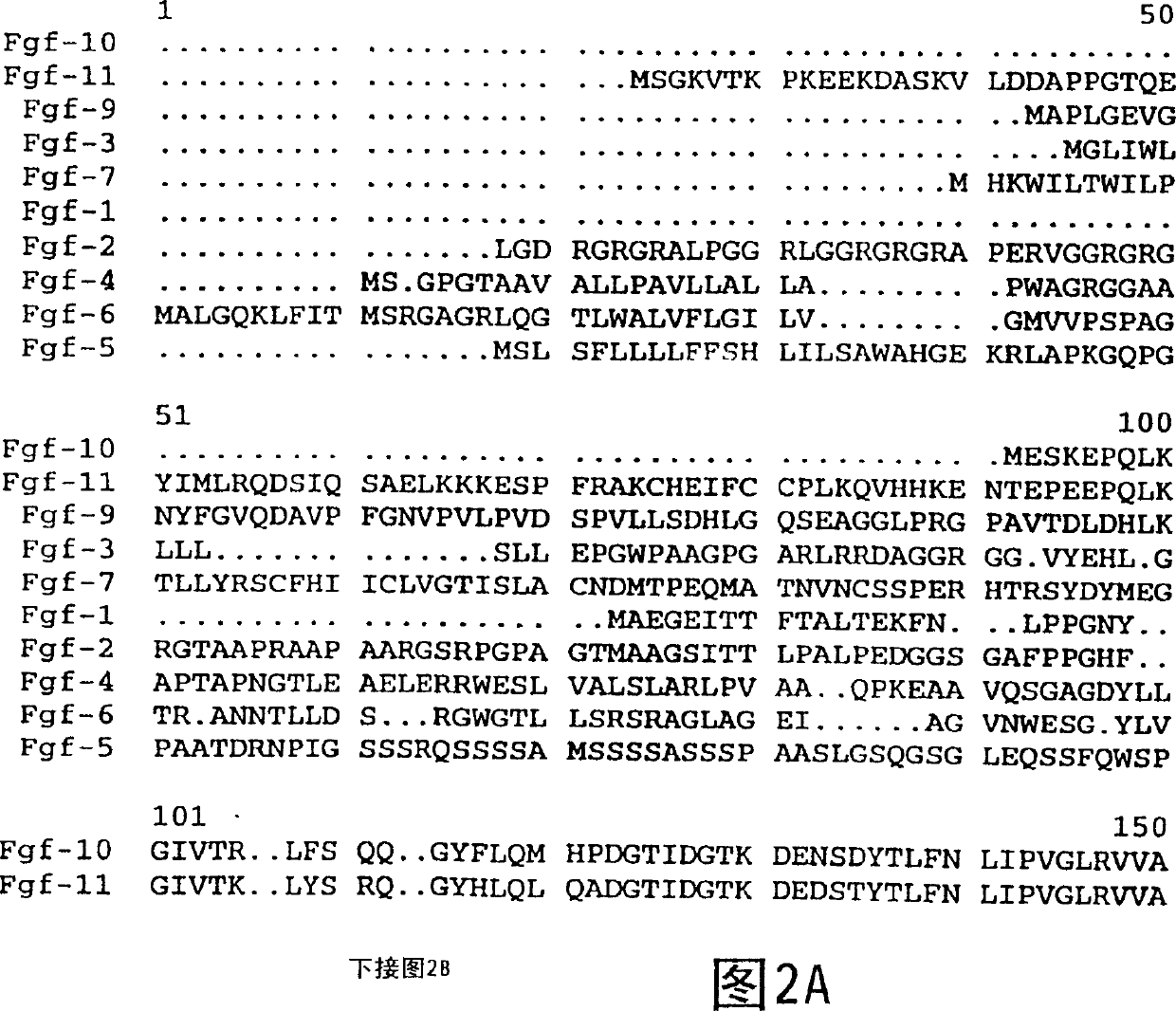 Desmocyte growth factor 11 antibody, antagonist and agonist
