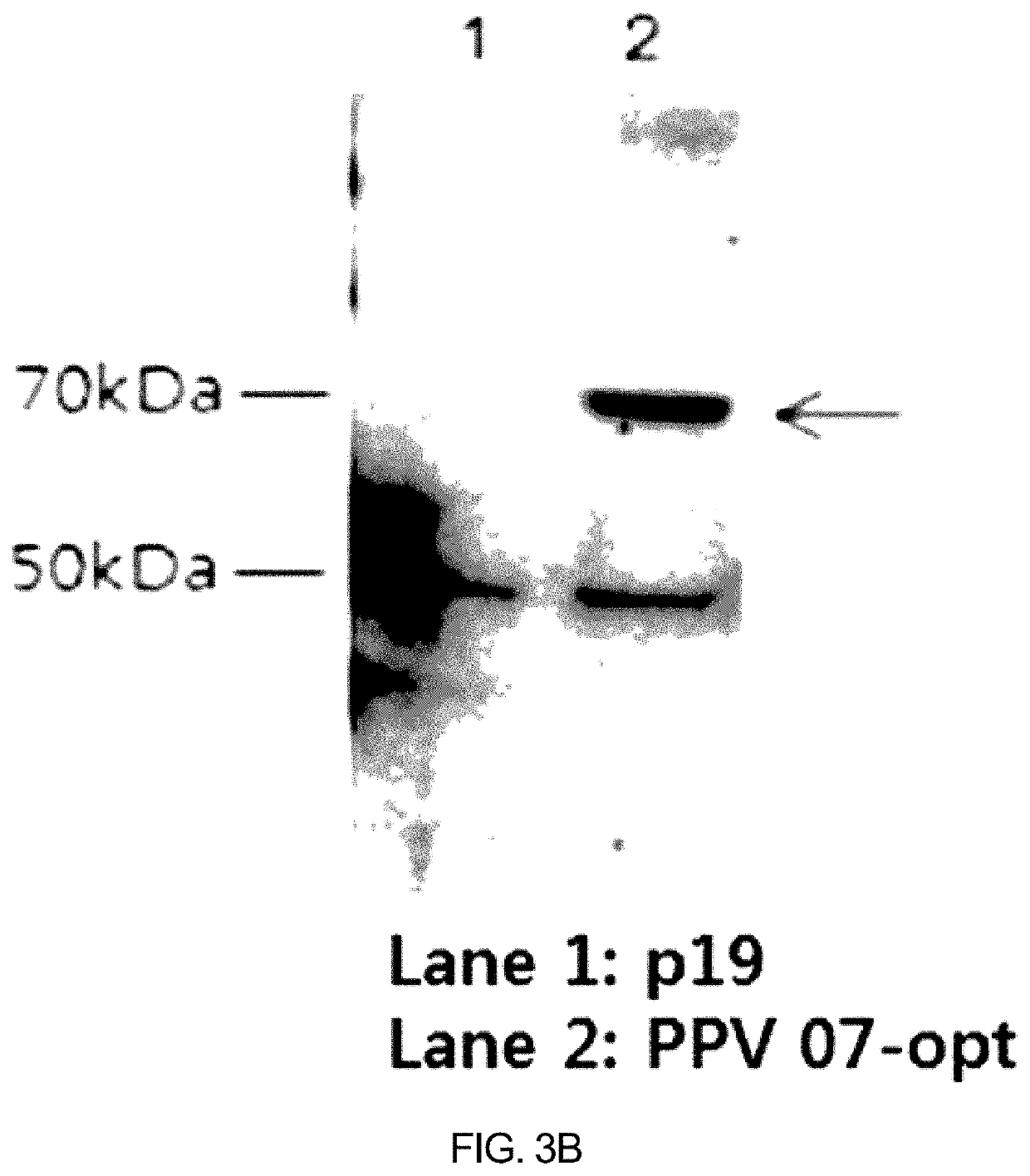 Recombinant porcine parvovirus antigenic protein and use thereof