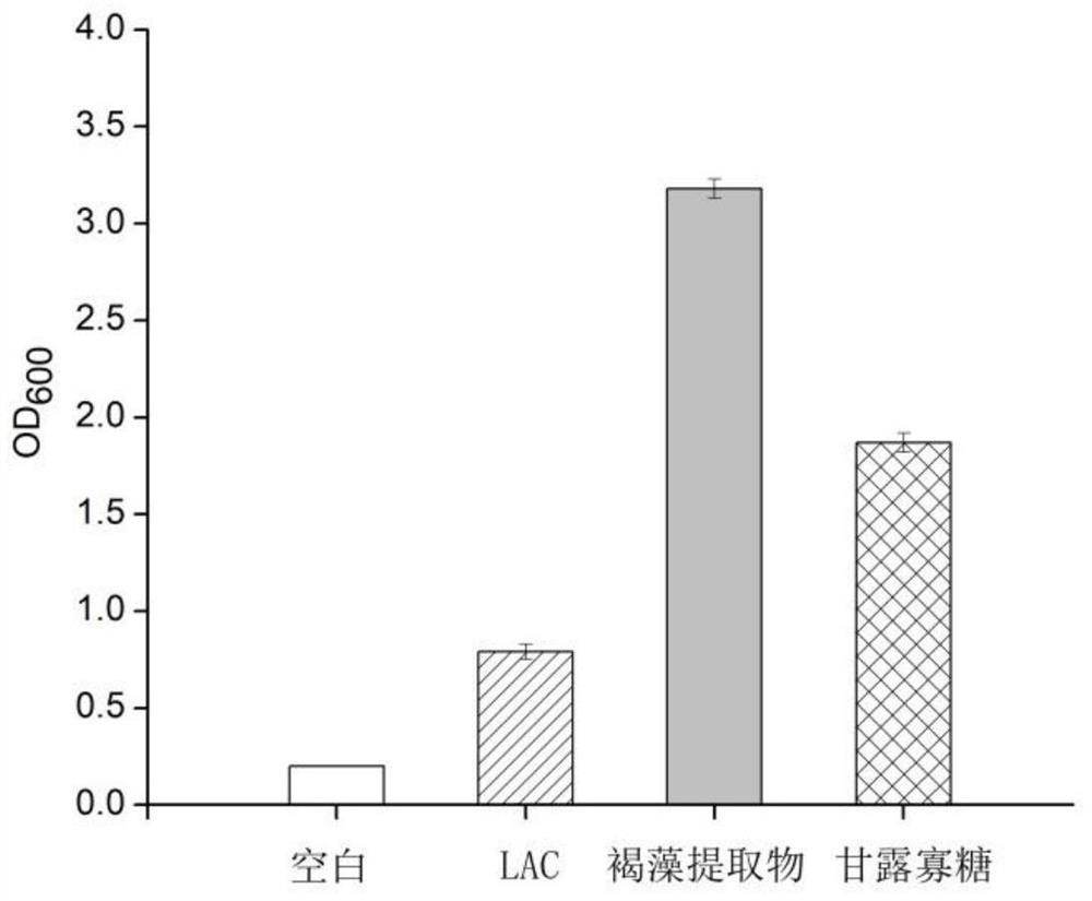 Composition based on brown algae extract and lactobacillus reuteri and application of composition