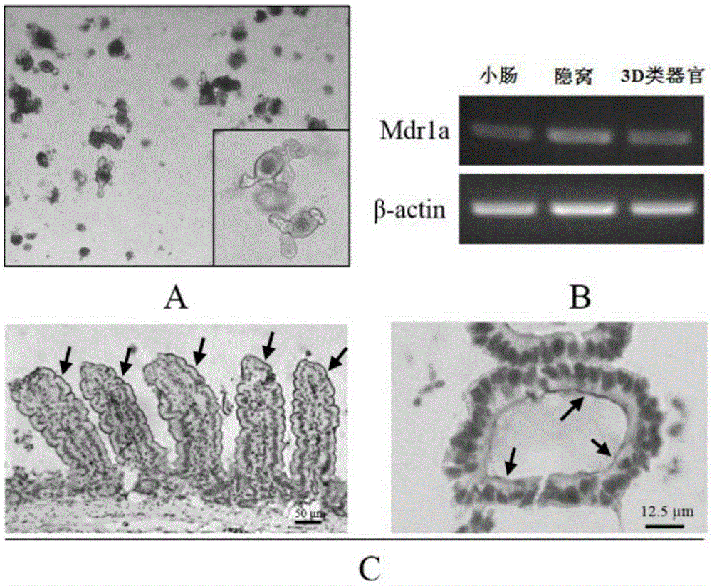 Method for detection of P-gp mediated Rh123 transport in 3D type organ and application thereof