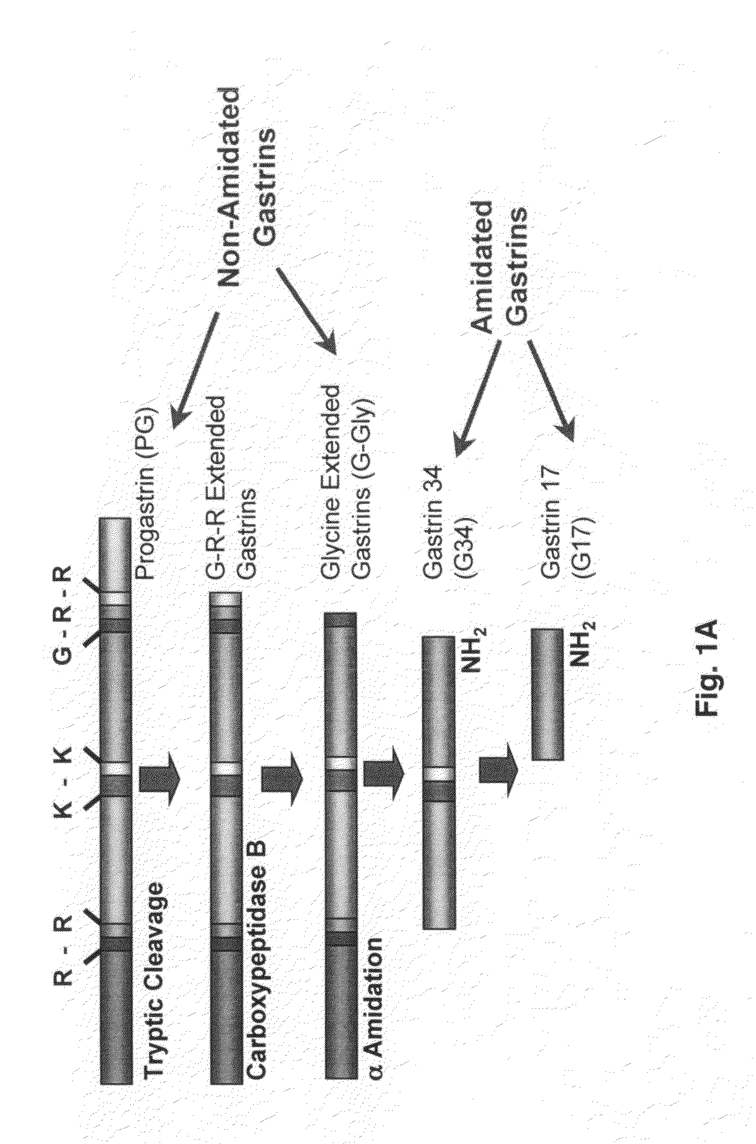 Immunogenic compositions comprising progastrin and uses thereof