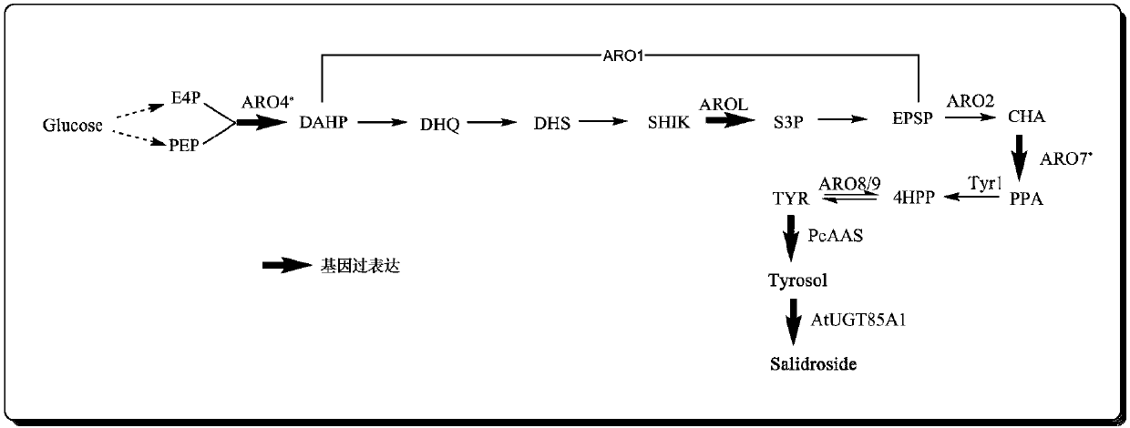 Recombinant saccharomyces cerevisiae strain and application thereof to producing tyrosol and/or salidroside