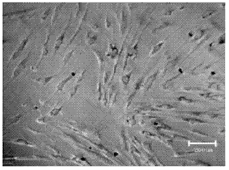 Method for preparing retinal pigment epithelia by utilizing human marrow mesenchymal stem cells