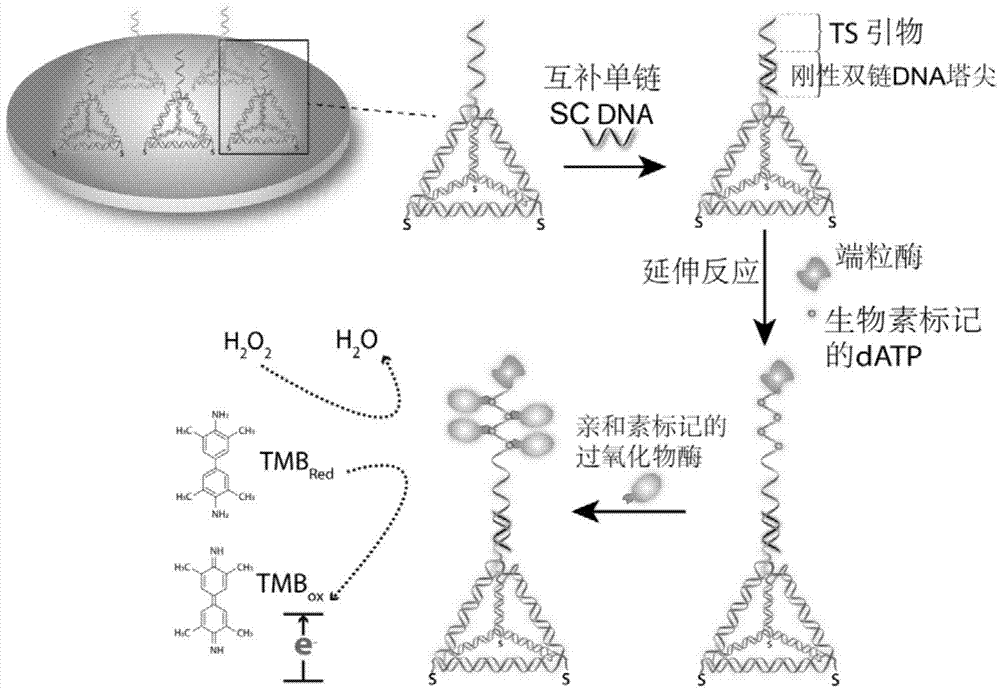 Spire tetrahedral DNA nano-structural probe and telomerase electrochemical detection