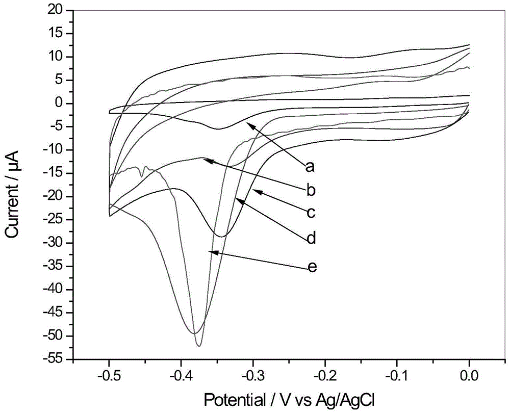Method for immobilizing protein by oriented affinity of conducting polymer modified vector