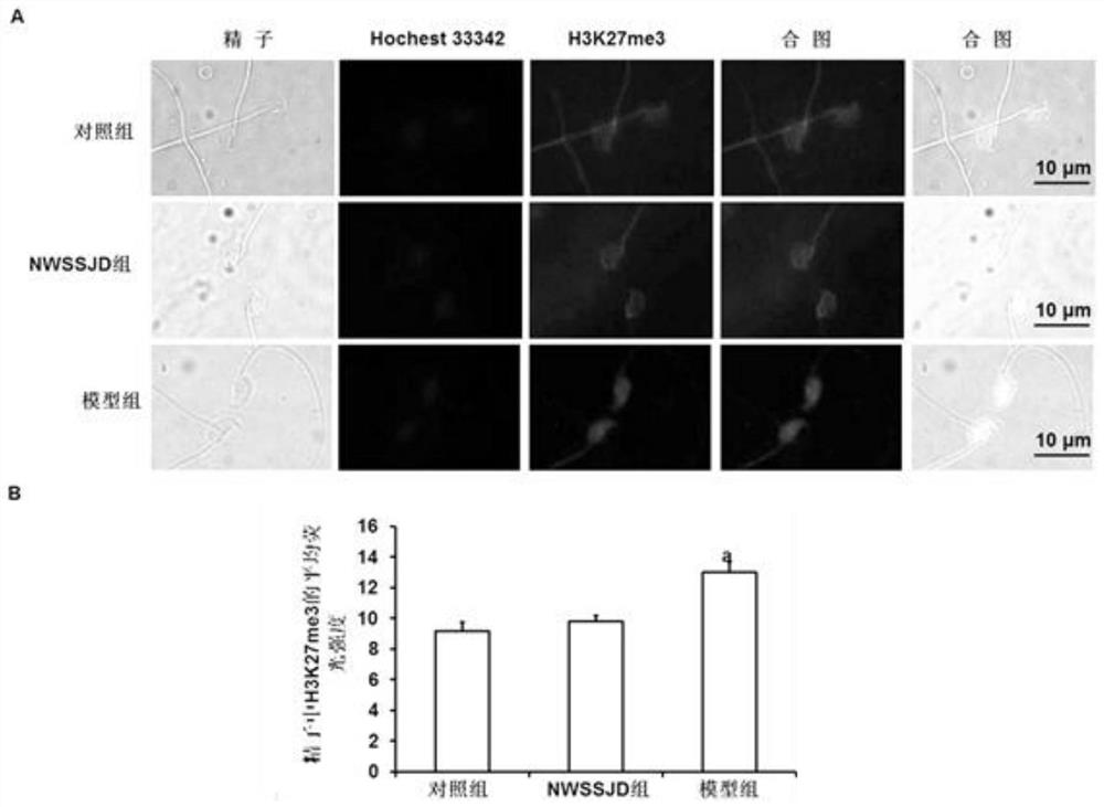 Application of new kidney-warming sperm-producing drink as medicine for reducing expression level of H3K27me3