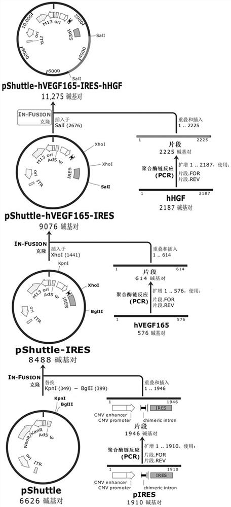 Construction of double-gene adenovirus vector carrying vascular endothelial growth factor and hepatocyte growth factor