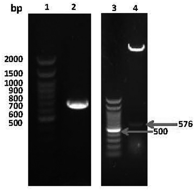 Construction of double-gene adenovirus vector carrying vascular endothelial growth factor and hepatocyte growth factor