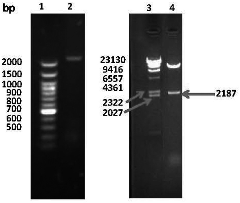 Construction of double-gene adenovirus vector carrying vascular endothelial growth factor and hepatocyte growth factor