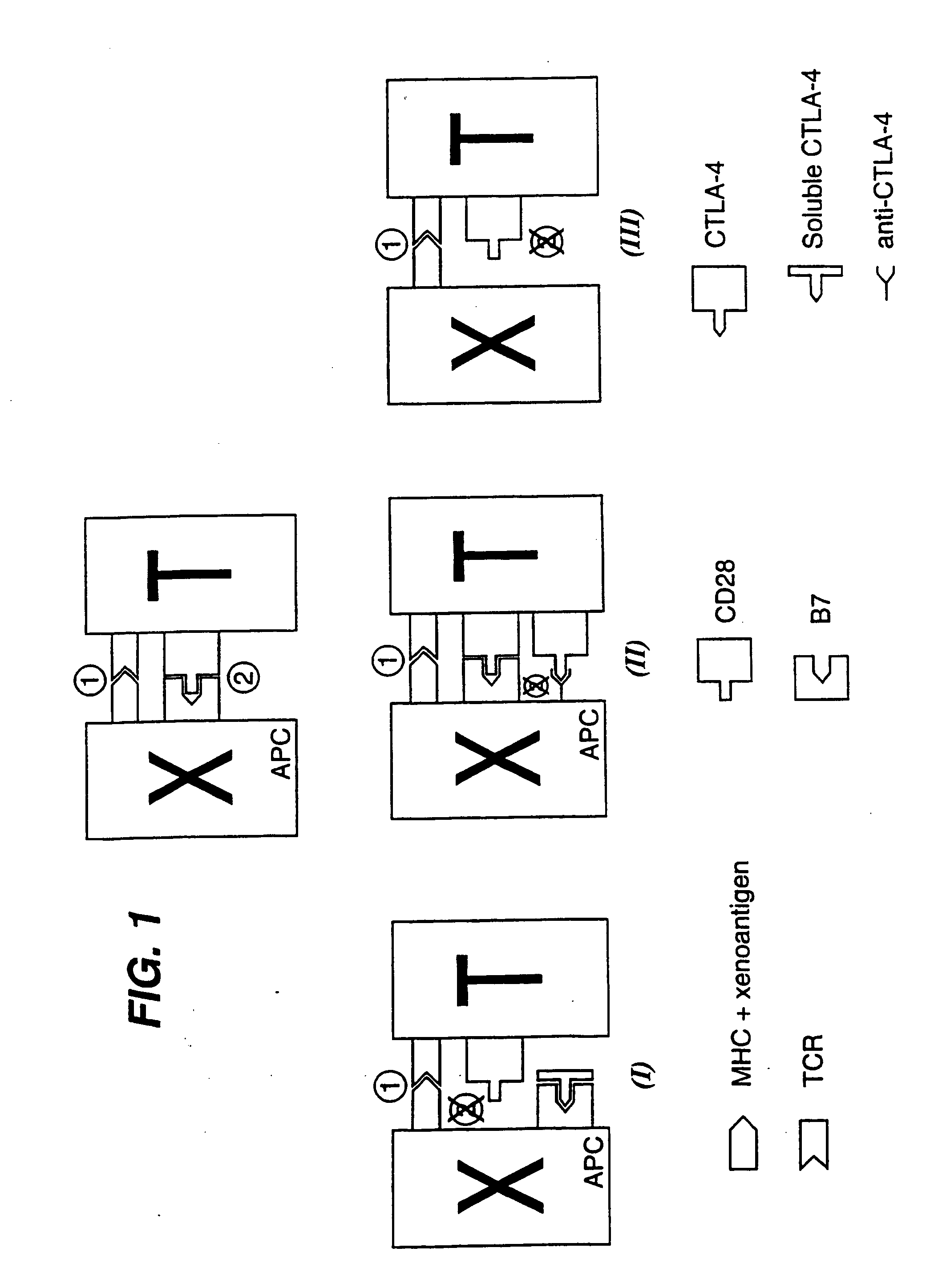 Immunosuppression by blocking T cell co-stimulation signal 2 (B7/CD28 interaction)