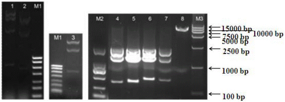 Application of genes in oilseed rape NF-YB gene family
