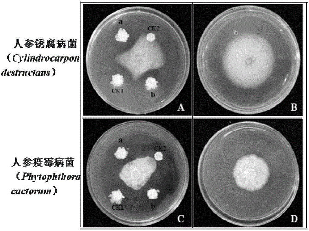 Biopesticide for ginseng seed and soil treatment and preparation method thereof