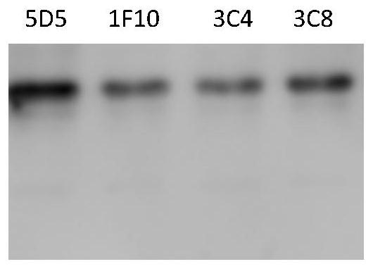 Salmon trout ihnv monoclonal antibody and its detection kit and application