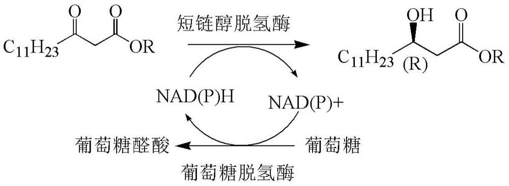 A kind of method for preparing orlistat intermediate by enzymatic method