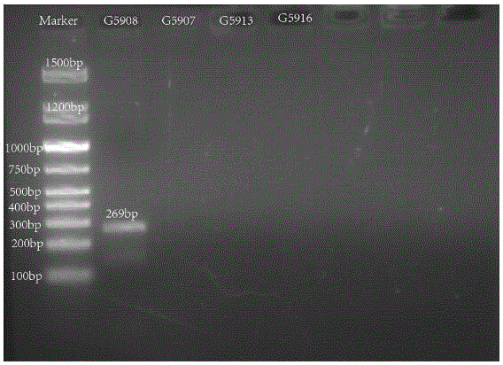 Nucleotide specific to hafinia alvei G5907, G5908, G5913 and G5916, and application of nucleotide