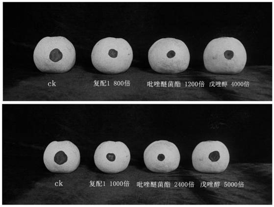 Preservative for preventing and treating pear anthracnose and application thereof