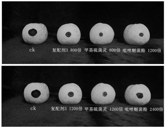 Preservative for preventing and treating pear anthracnose and application thereof