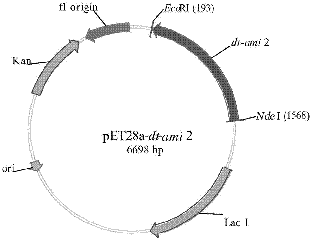 Recombinant amidase Dt-Ami 2, encoding gene, vector, engineering strain and applications of recombinant amidase Dt-Ami 2 and engineering strain