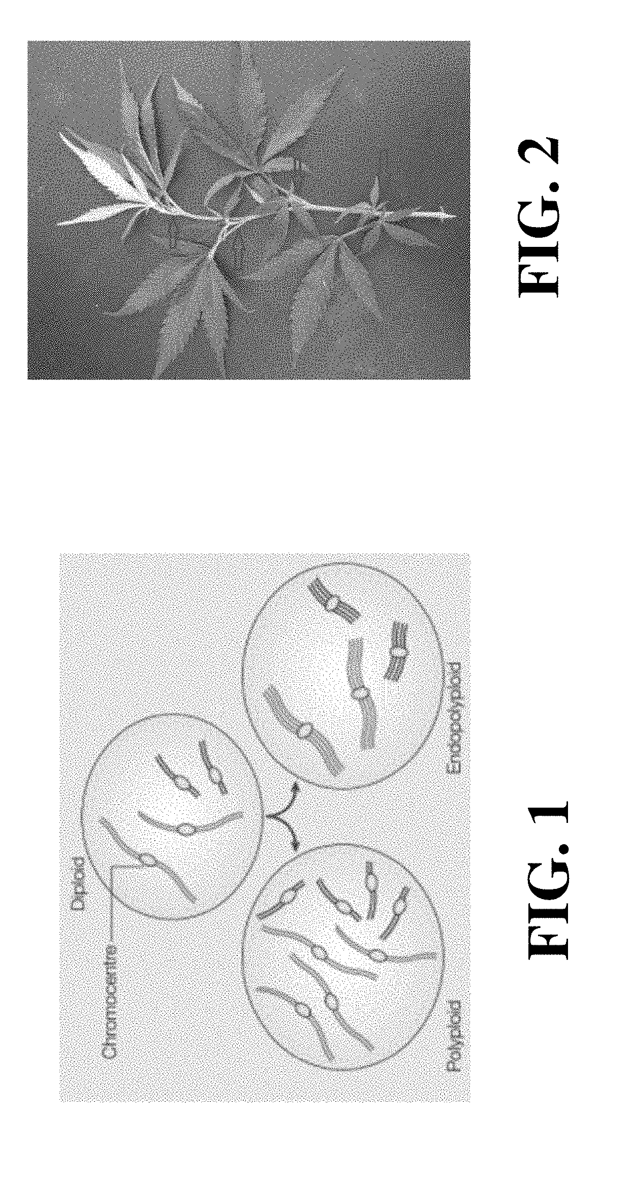 Methods for inducing polyploidy in cannabis
