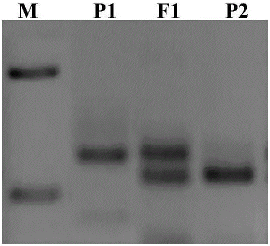 SSR primers and method for purity identification of luffa hybrid seeds