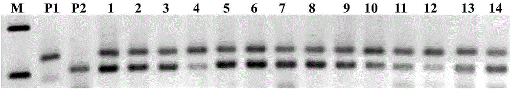 SSR primers and method for purity identification of luffa hybrid seeds