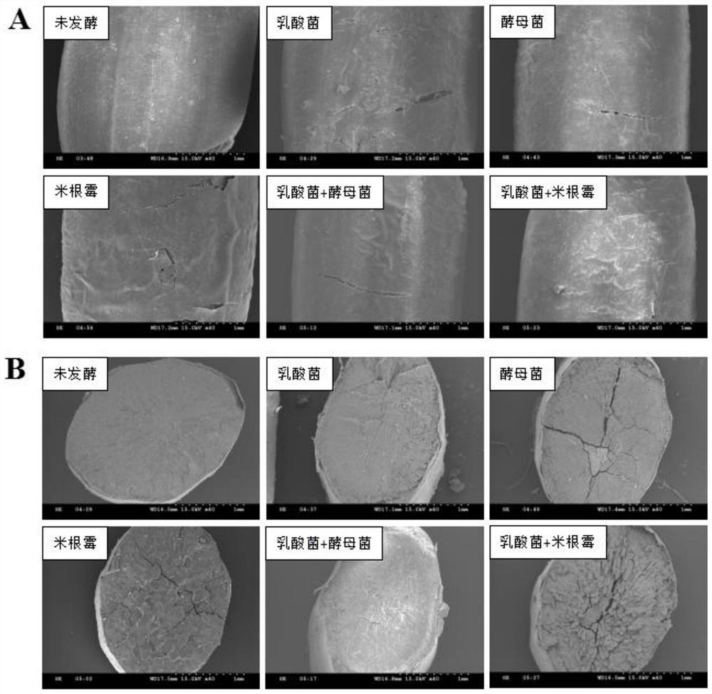 Microbial solid-state fermentation method for improving eating quality of brown rice and application of microbial solid-state fermentation method