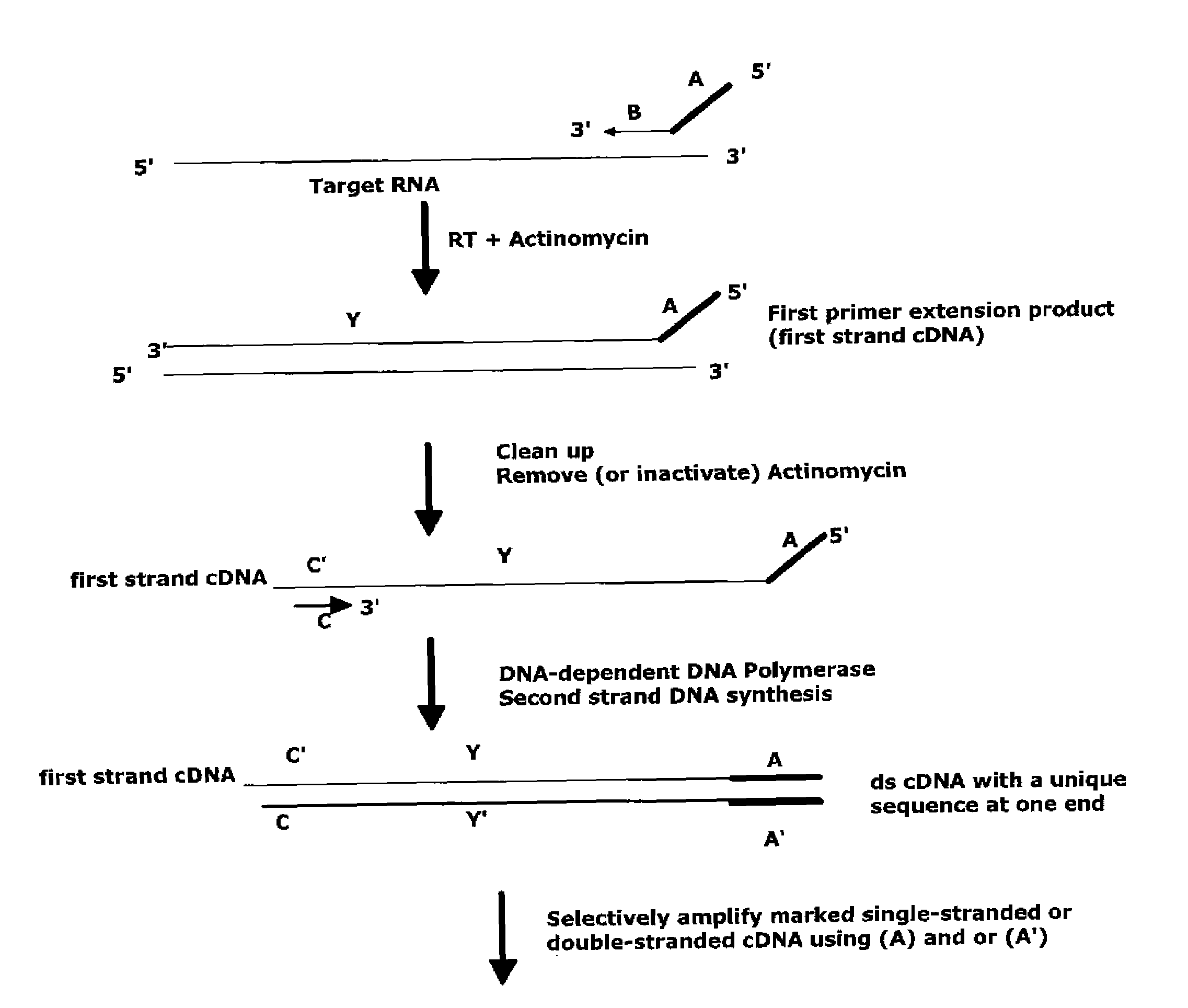 Methods of RNA amplification in the presence of DNA