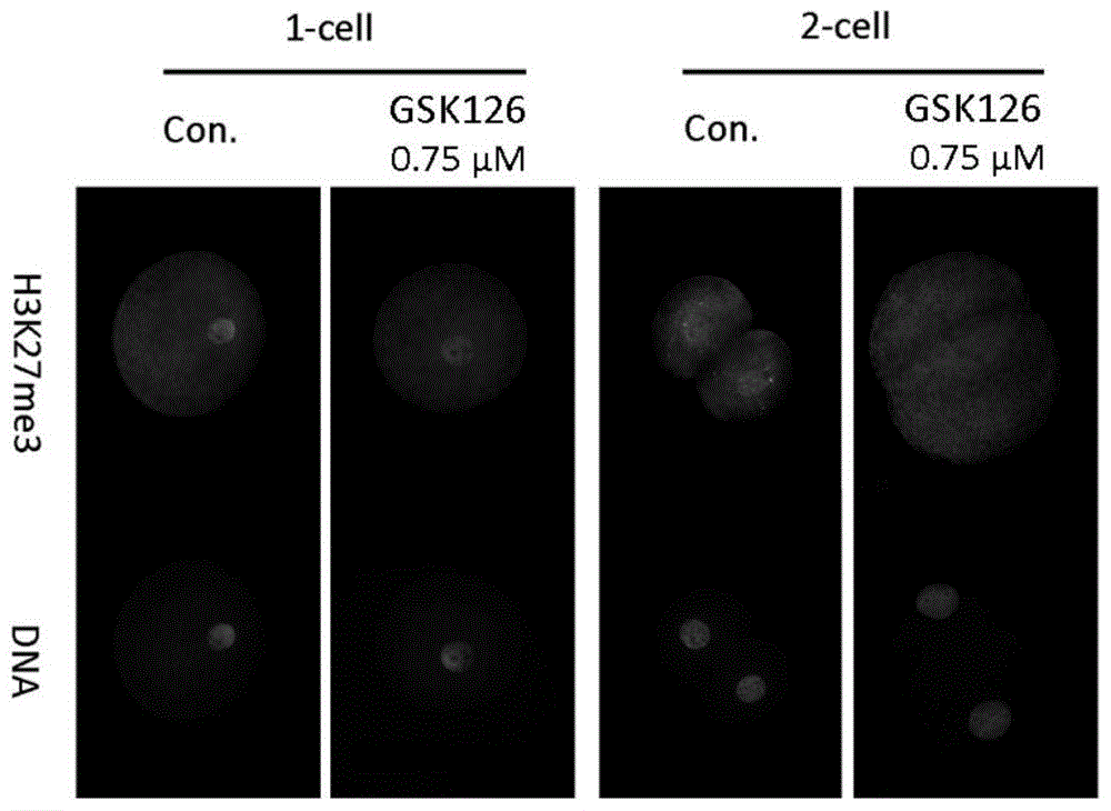 A method and application of improving porcine cell reprogramming ability