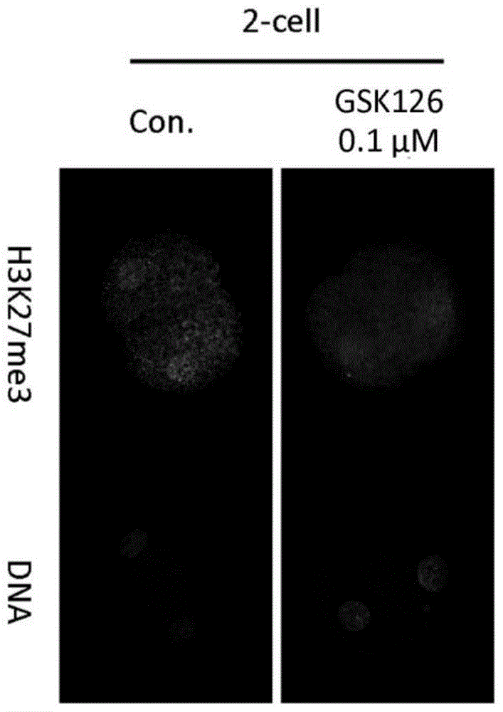 A method and application of improving porcine cell reprogramming ability