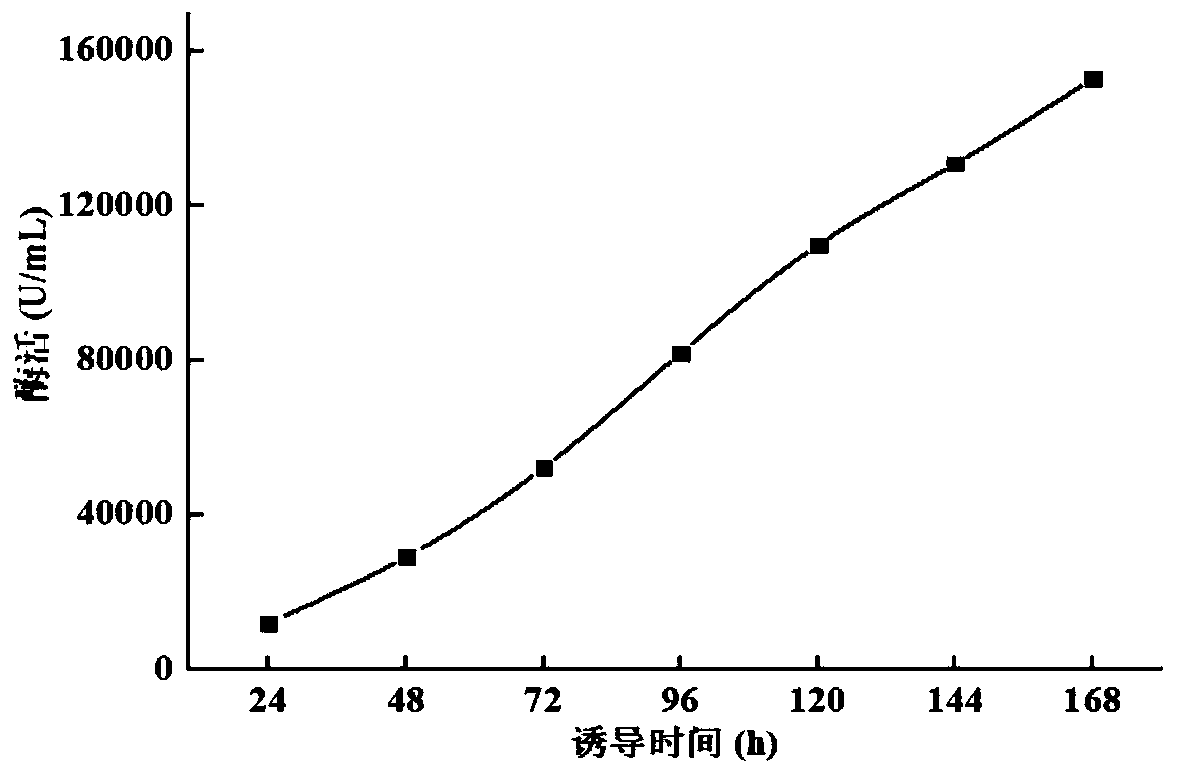 A kind of high specific activity endoxylanase npwxynb and its gene and application