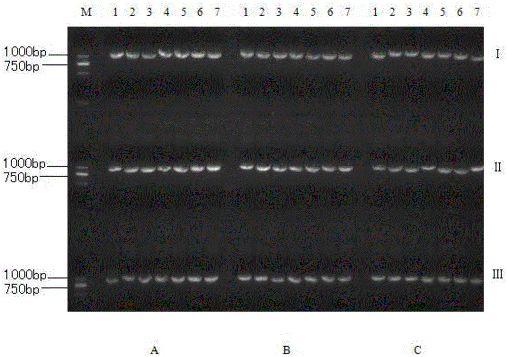A PCR amplification detection system and application of citrus huanglongbing asiatic species